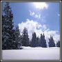 Winternice